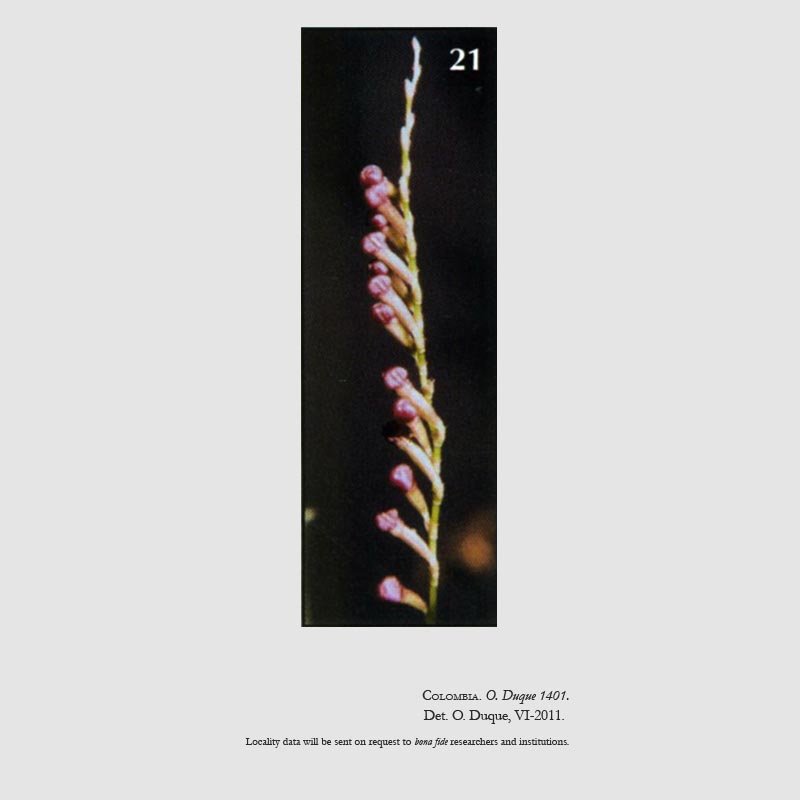 Stelis cleistogamoides